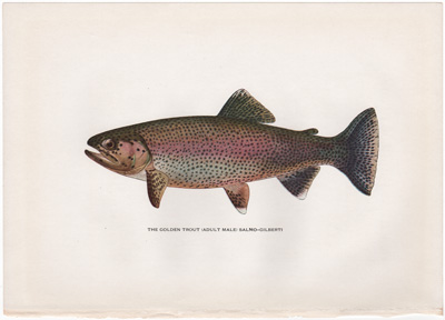 THE TAHOE TROUT